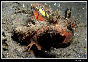 Devil scorpion fish ind Dauin :-D by Daniel Strub 